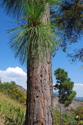 Pinus pringlei