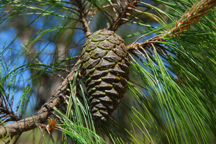 Pinus pseudostrobus