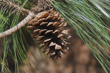 Pinus pseudostrobus