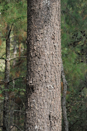 Pinus pseudostrobus