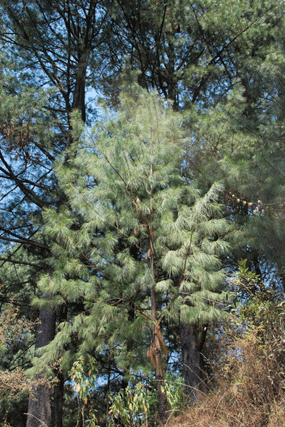Pinus veitchii
