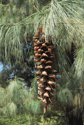Pinus veitchii