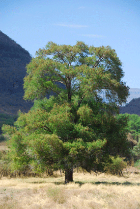 Taxodium mucronatum