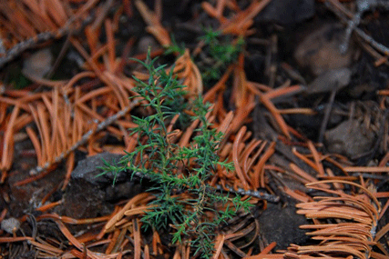 Cupressus bakeri