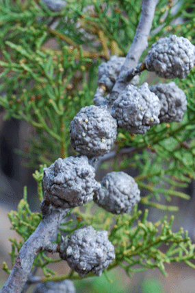 Cupressus bakeri