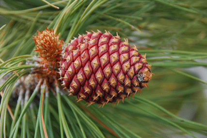 Pinus jeffreyi