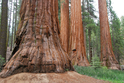Sequoiadendron giganteum