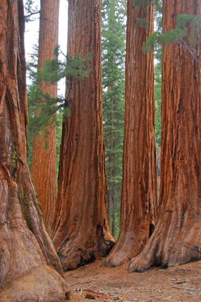 Sequoiadendron giganteum