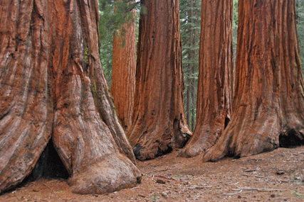 Sequoiadendron giganteum