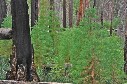 Sequoiadendron giganteum