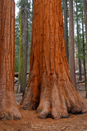 Sequoiadendron giganteum