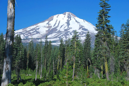 Abies magnifica shastensis