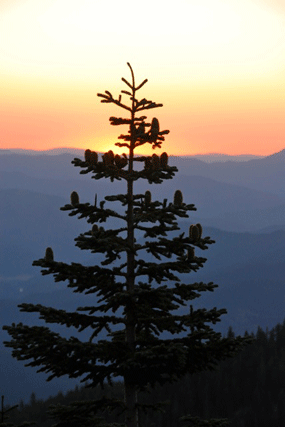 Abies magnifica shastensis