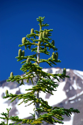 Abies magnifica shastensis