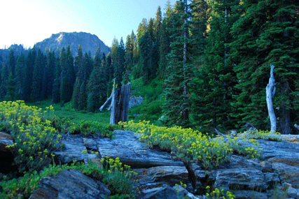 Abies magnifica shastensis
