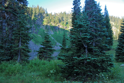 Abies magnifica shastensis