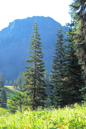 Abies magnifica shastensis