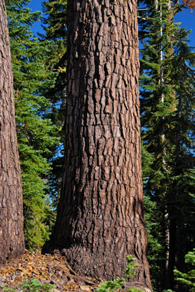 Abies magnifica shastensis