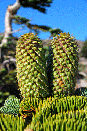 Abies magnifica shastensis
