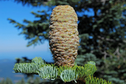Abies magnifica shastensis