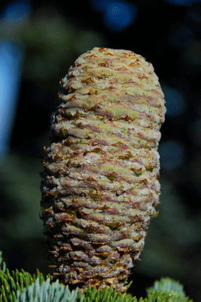 Abies magnifica shastensis