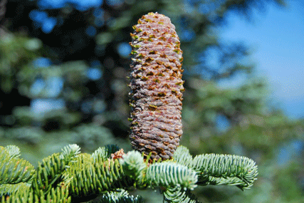 Abies magnifica shastensis