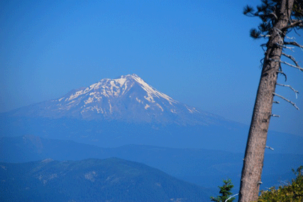 Abies magnifica shastensis