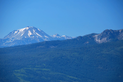 Abies magnifica shastensis
