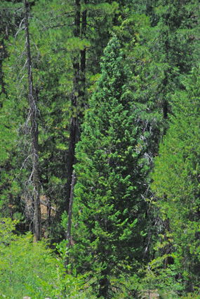 Chamaecyparis lawsoniana