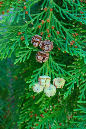 Chamaecyparis lawsoniana