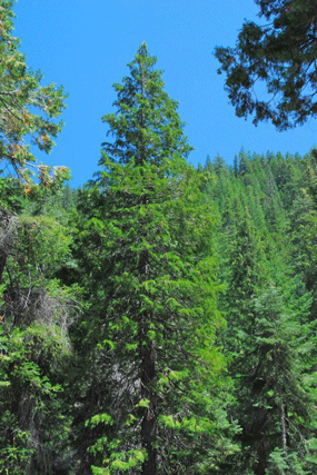 Chamaecyparis lawsoniana