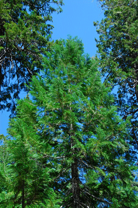 Chamaecyparis lawsoniana