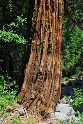 Chamaecyparis lawsoniana