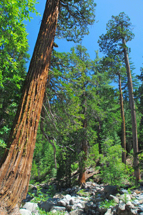 Chamaecyparis lawsoniana