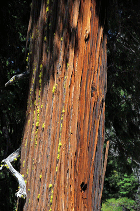 Chamaecyparis lawsoniana