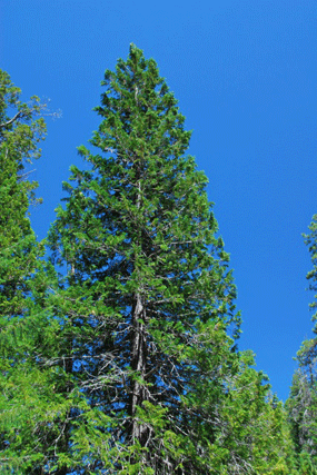 Chamaecyparis lawsoniana