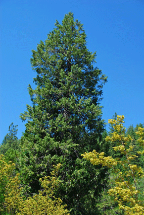 Chamaecyparis lawsoniana