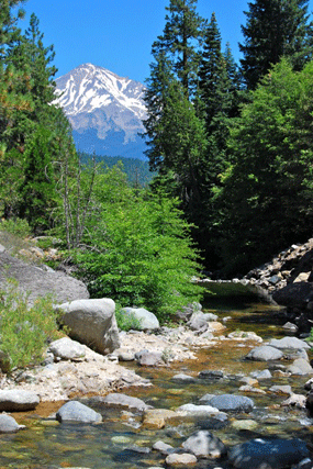Chamaecyparis lawsoniana