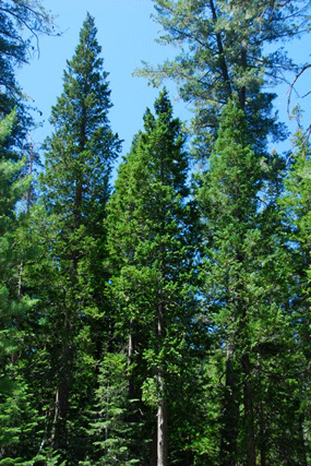 Chamaecyparis lawsoniana