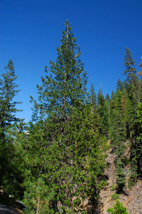 Chamaecyparis lawsoniana