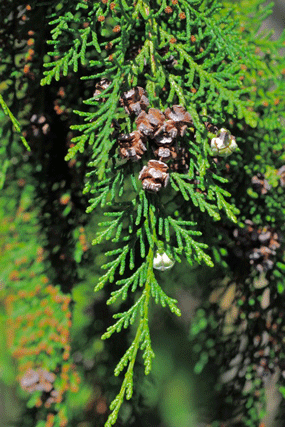 Chamaecyparis lawsoniana