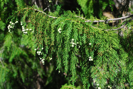 Chamaecyparis lawsoniana