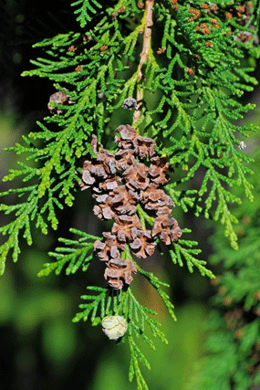 Chamaecyparis lawsoniana