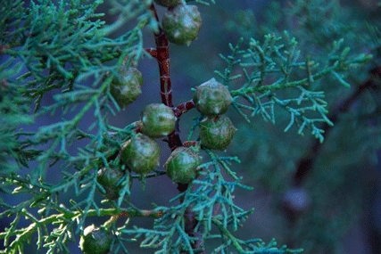 Cupressus bakeri