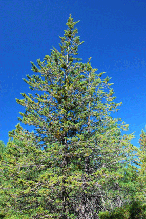 Cupressus bakeri