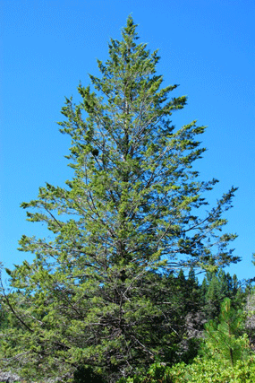 Cupressus bakeri