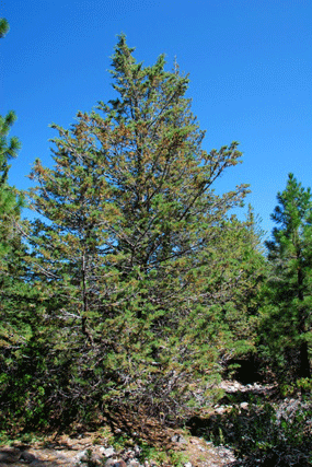 Cupressus bakeri