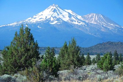Juniperus occidentalis