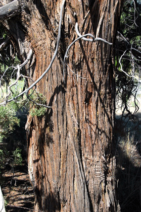 Juniperus occidentalis