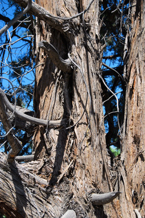 Juniperus occidentalis